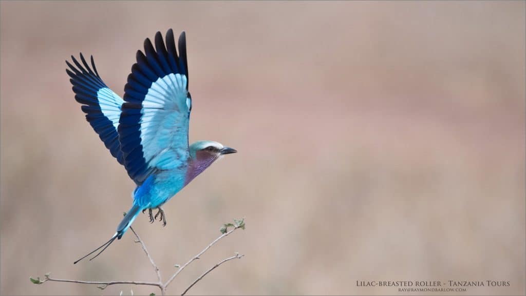 Lilac-breasted Roller – Africa Tours