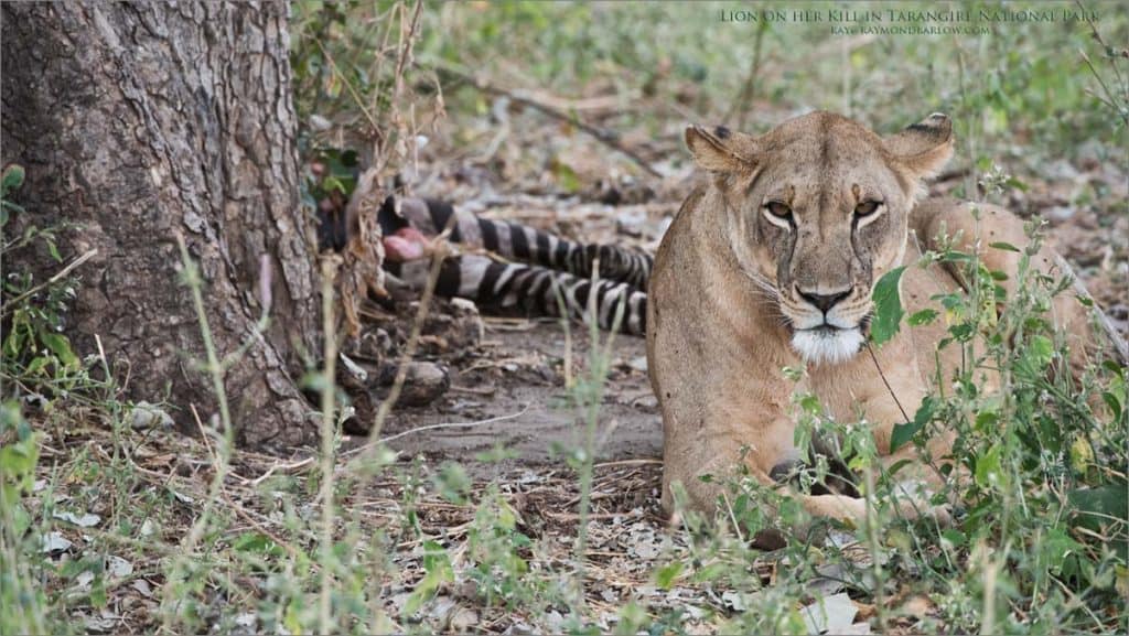 Female Lion Guarding a Kill