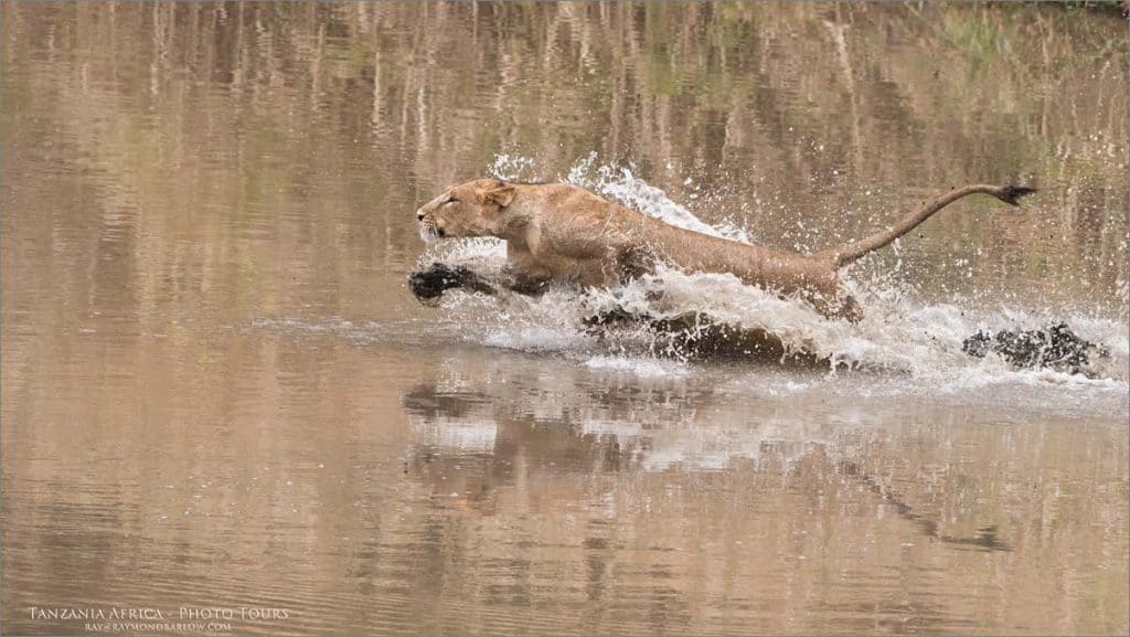 Water Dash! Serengeti Tour