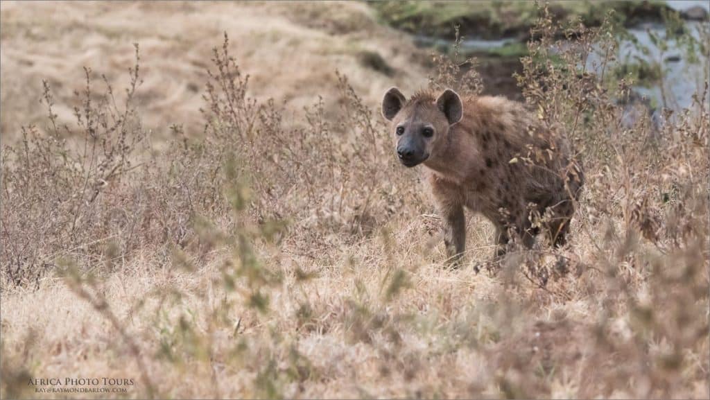 Hyena in Tanzania