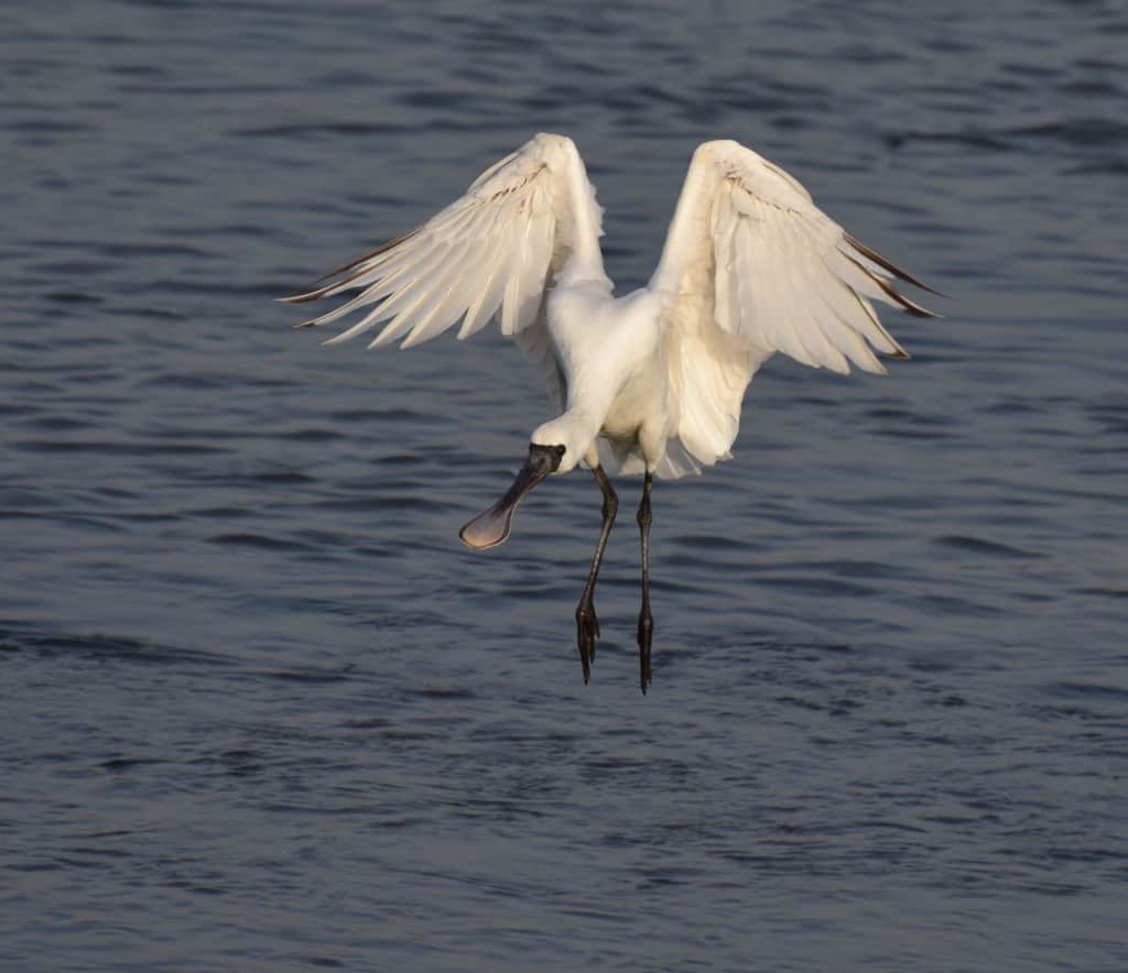 Black Faced Spoonbill