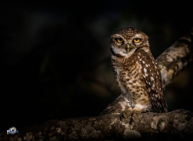 Night Watchman-spotted Owlet