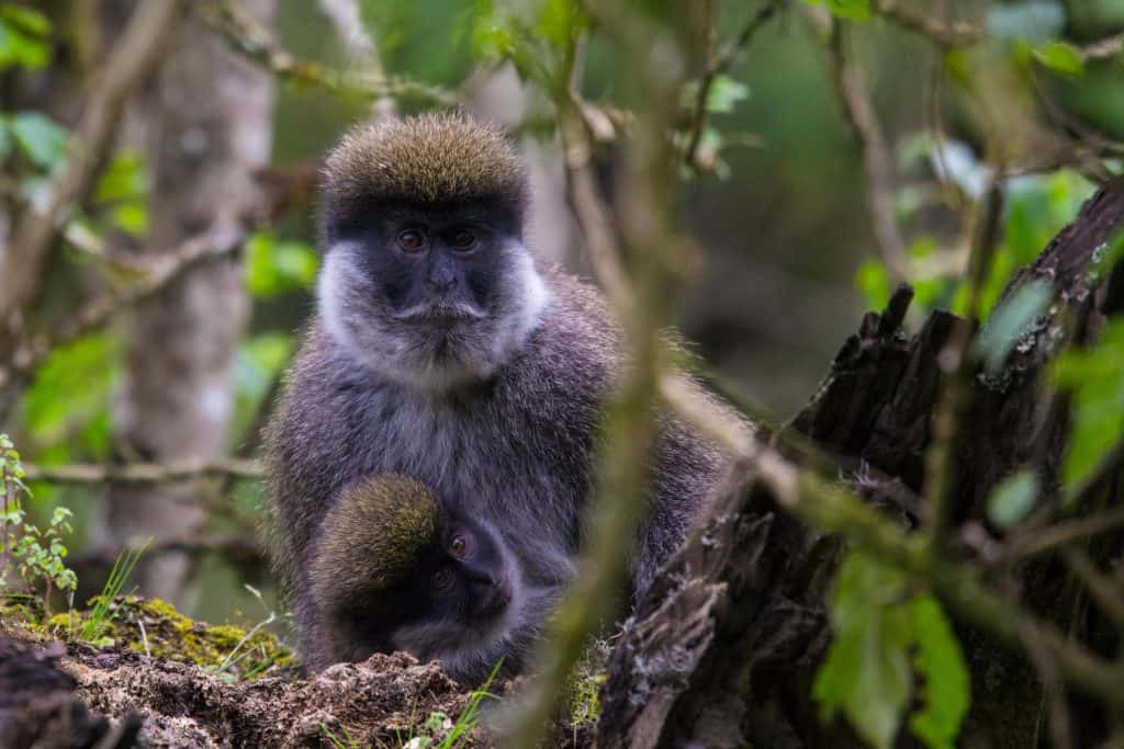 A Mother’s Love – Bale Monkeys