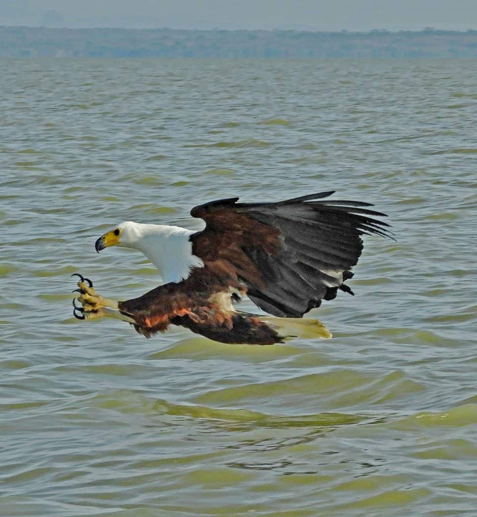 A Fishing Eagle – African Fish Eagle