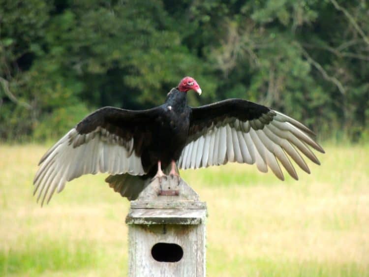 Turkey Vulture Dancing