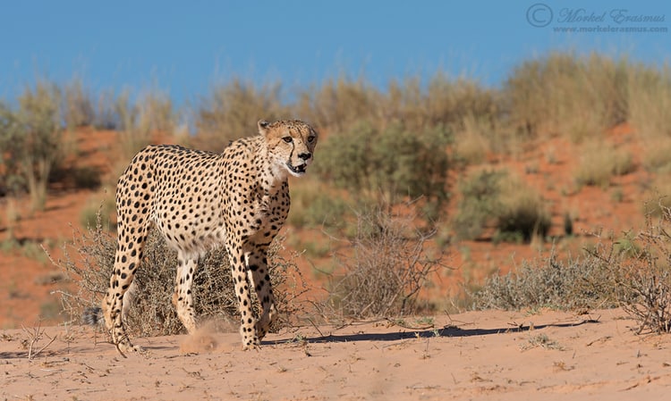 Dune Prowler | Focusing on Wildlife