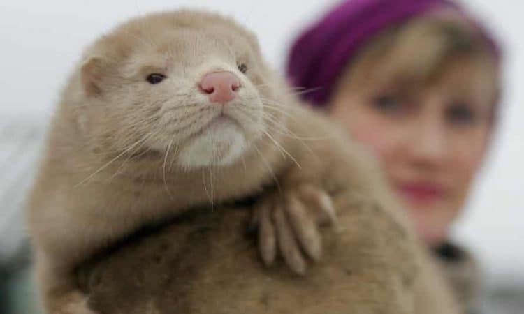 Dutch mink farms ordered to cull 10,000 animals over coronavirus risk