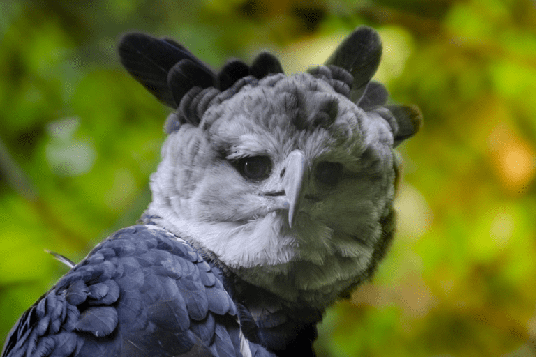 Dying of curiosity: Why people shoot harpy eagles