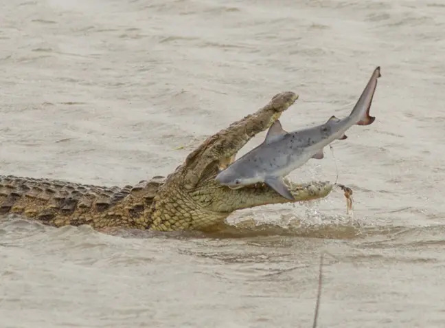 Pictures show the humongous crocodile swallowing a baby bull shark whole (Image: Mediadrumimages/Mark Ziembicki)