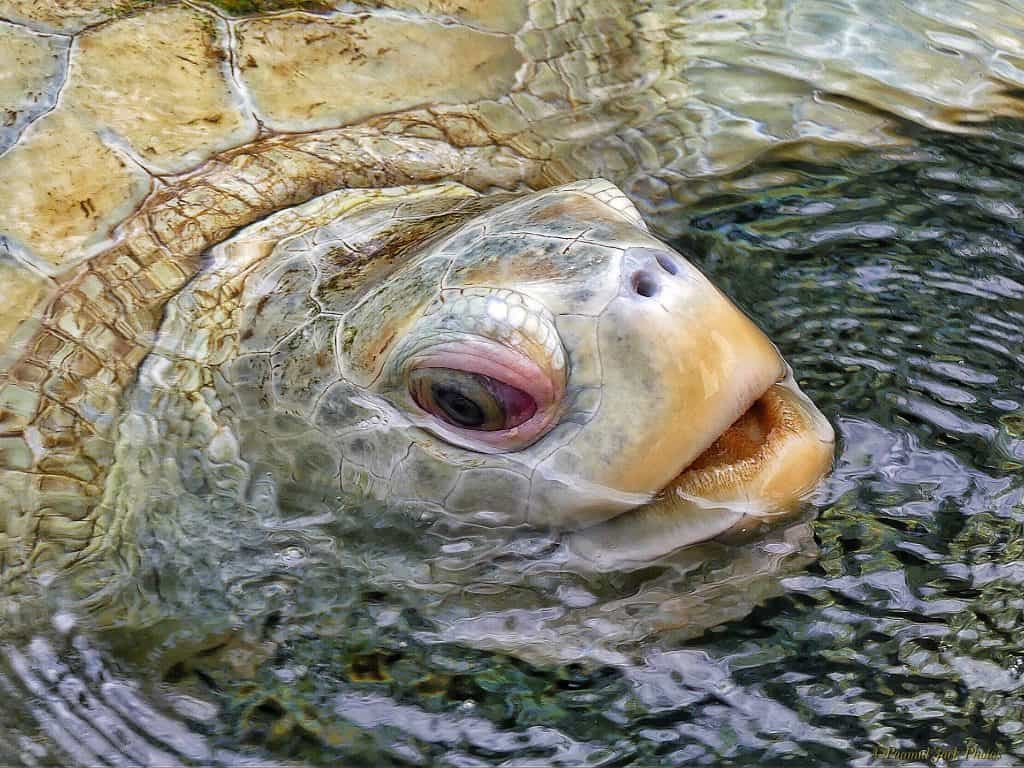 Albino Loggerhead Sea Turtle | Focusing on Wildlife