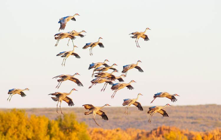 Sandhill Cranes. Photo: Tara Tanaka/Audubon Photography Awards