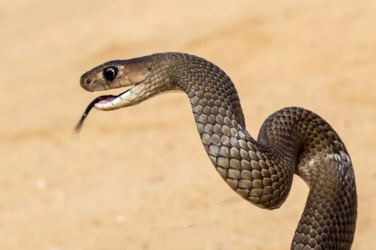 A venomous Eastern brown snake raises itself into a striking position. A man has died in Australia after a suspected bite from such a reptile. ISTOCK / GETTY IMAGES PLUS