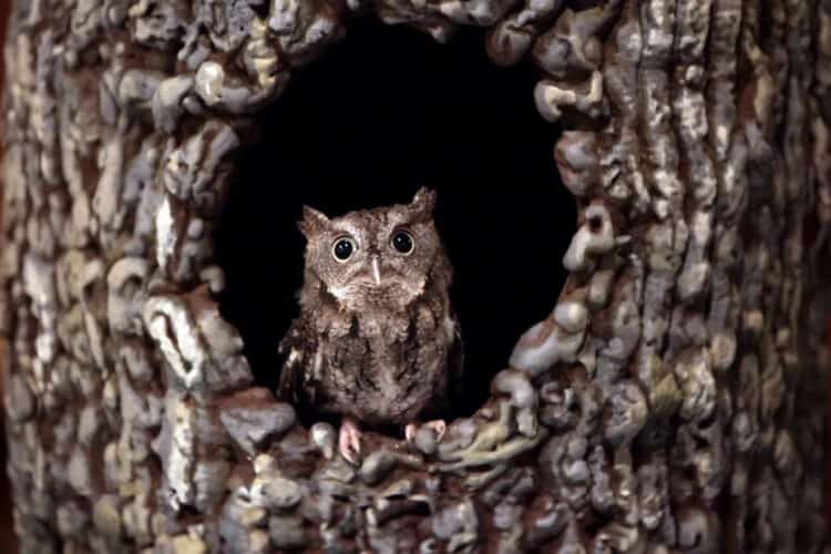 5 years-old Eastern Screech Owl (Mayra Beltran/Houston Chronicle via Getty Images)
