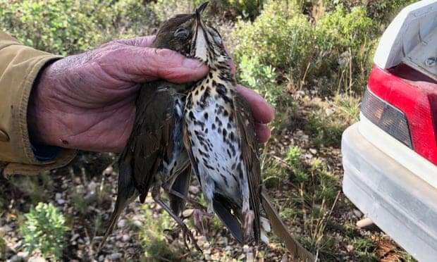 ECJ orders France to ban glue-trap hunting of songbirds outright