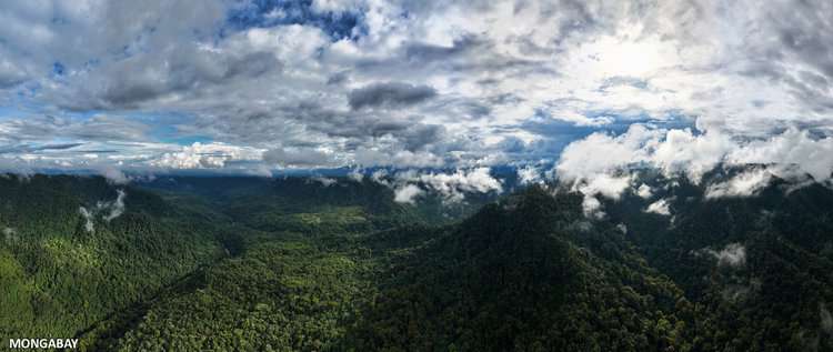 Narupa Reserve. Photo credit: Rhett Ayers Butler for Mongabay.