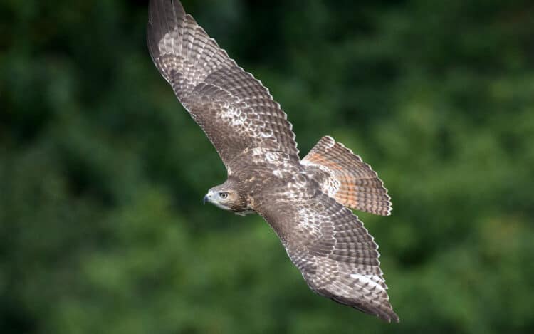 Red-tailed Hawk. Photo: Mathew Malwitz/Audubon Photography Awards