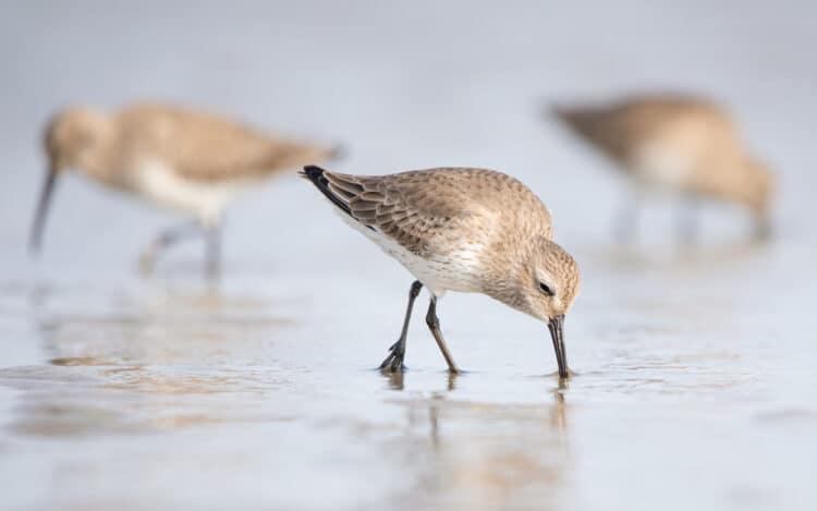 Collaborative Efforts Elevate Shorebirds During Spring Migration in Lahontan Valley