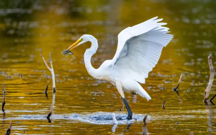 Great Egret. Photo: Marjorie Melnick/Audubon Photography Awards