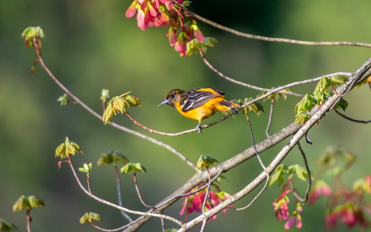 New Legislation Will Help Bring Birds Back Across the Western Hemisphere