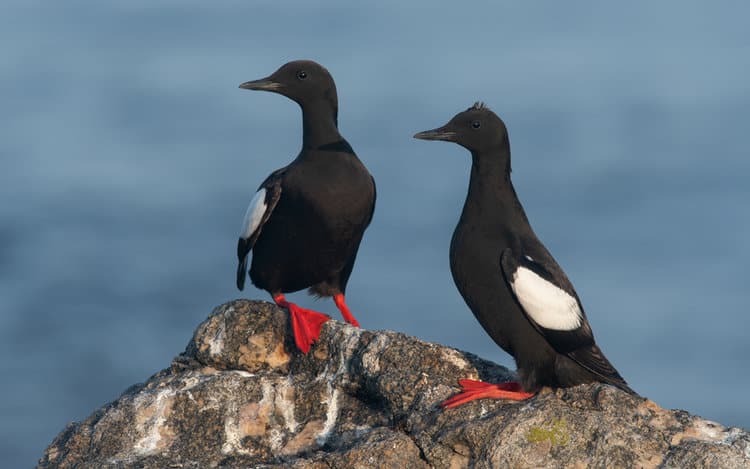 This World Oceans Day, Explore the Secrets of Seabirds