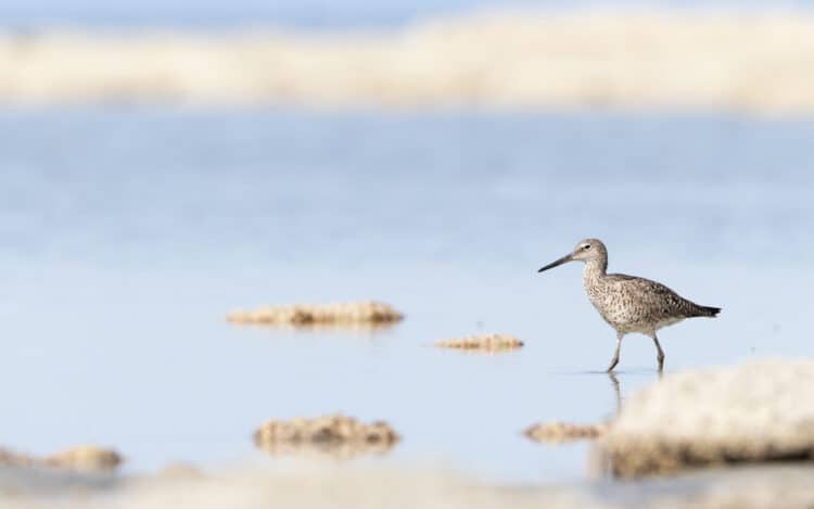 A Willet forages in the Great Salt Lake. Photo: Mary Anne Karren