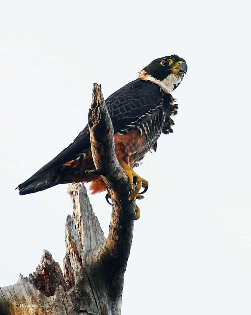 Orange-breasted Falcon – Edge of the Cliff