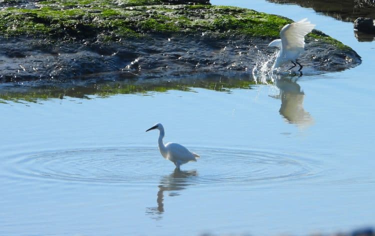 Egrets in Coastal Rock Pool
