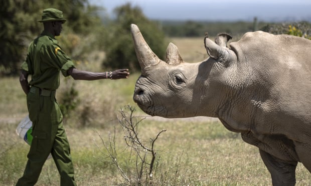 Eldest of world’s last two northern white rhinos retired from breeding programme