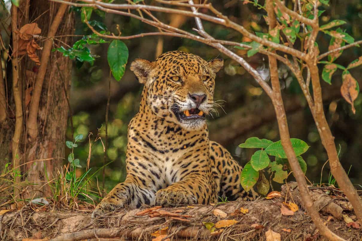 Electronic ears listen to poachers in a key Central American jaguar habitat