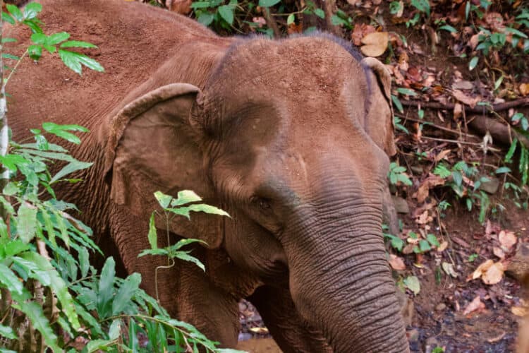 Leaders of the Elephant Valley Project say the sustained presence of the elephants has helped protect the site’s forests. Image by John Cannon/Mongabay.