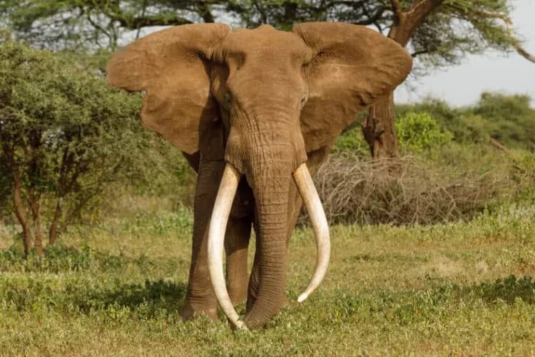 A stock photo shows a bull elephant with huge tusks. Elephants are still regularly hunted for their ivory, which is used to make ornaments and trinkets. GETTY IMAGES/LINDAMARIECALDWELL