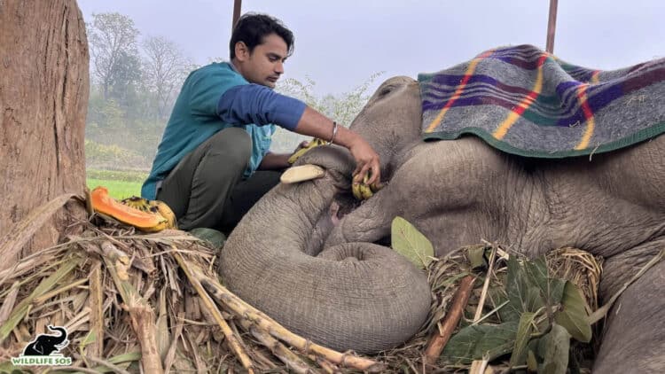 Indian Army Teams Up With Wildlife SOS to Save Collapsed Elephant