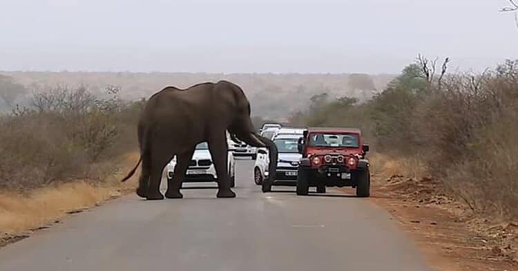 An Elephant Momentarily Causes Traffic As It Blocks the Road for a Crossing Calf