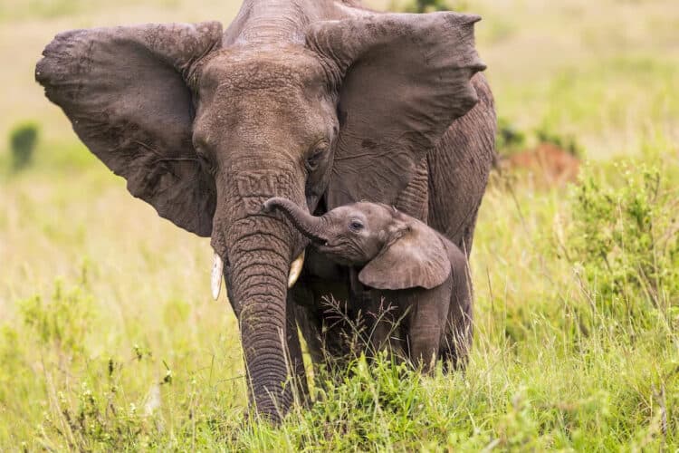 An African elephant and its baby in Kenya. 1001slide / E+ / Getty Images