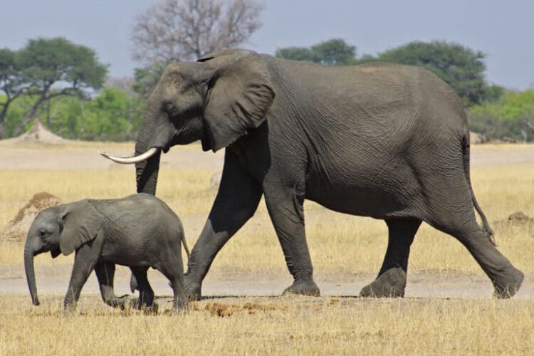 As poachers poison wildlife, Zimbabwe finds an antidote in tougher laws