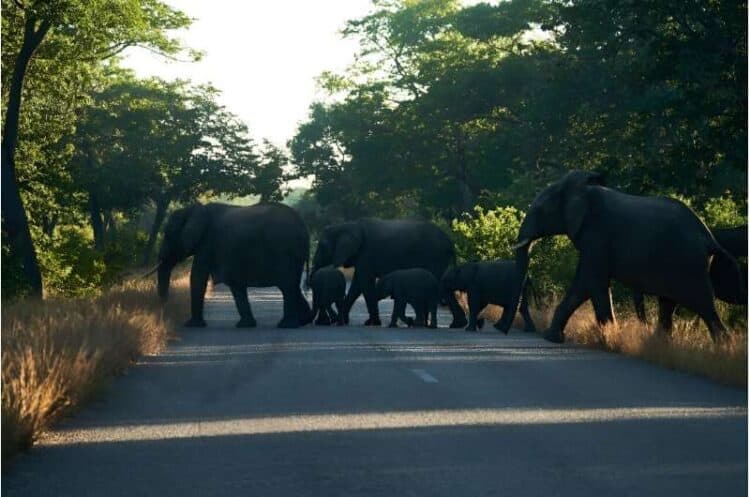 Elephants on the move at Zimbabwe's Hwange National Park, in May 2022.