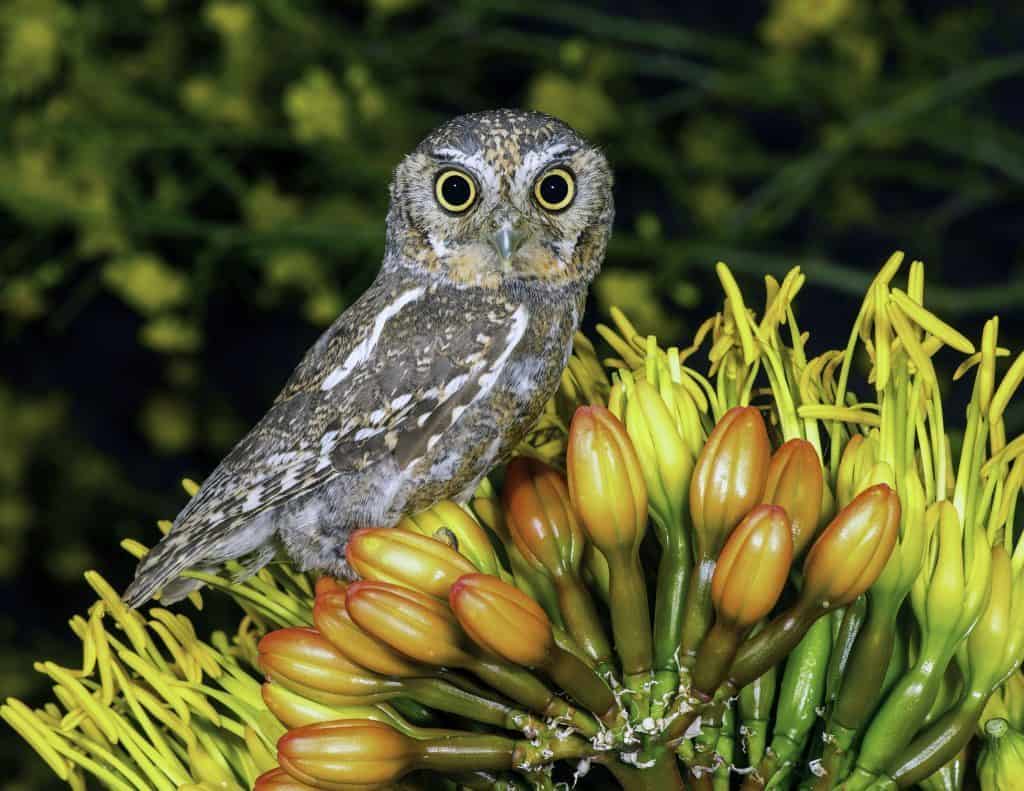 Elf Owl 5. 75 Inches on Yucca Flower