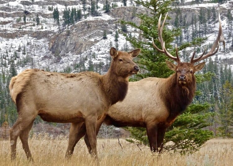 Massive Elk Herd in Colorado Rushes Across Roadway in Spectacular Video
