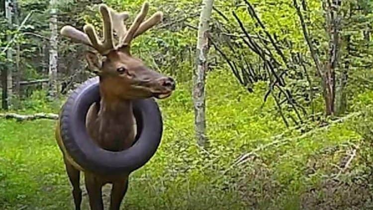 Elk with car tyre stuck around its neck for two years is free at last