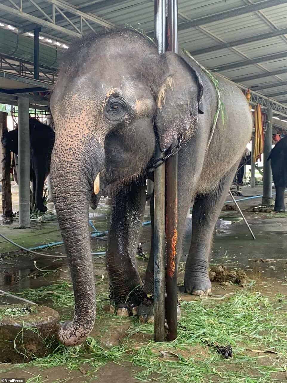 Emaciated elephants 'so weak they were held up by chains around their necks' are discovered at Thai animal camp by shocked tourists