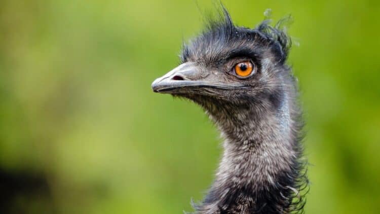 Spunky Emu Does “Zoomies” Around The Yard
