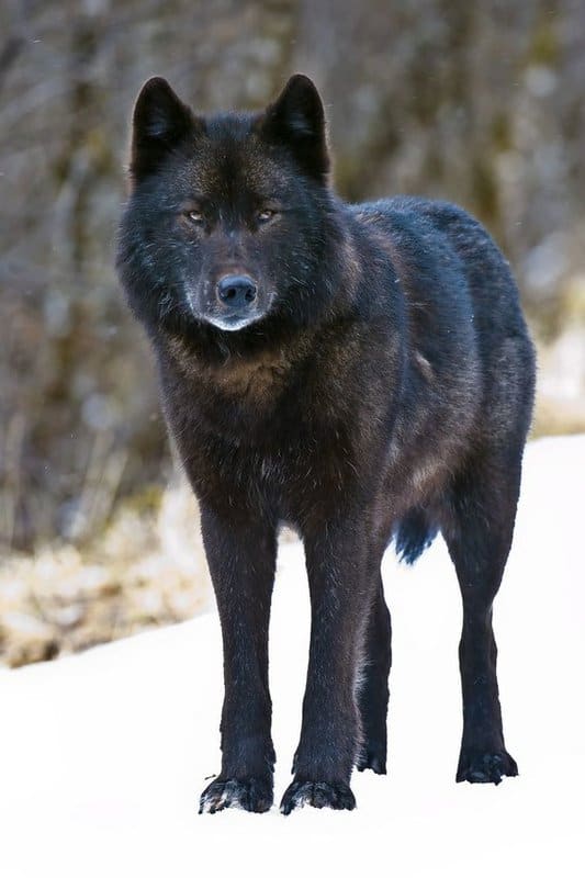 Endangered Species Protections Sought for Rare Wolf in Southeast Alaska - Alexander Archipelago Wolves Threatened by Trapping, Forest Clearcutting