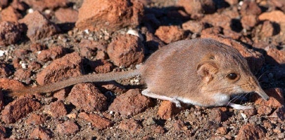 Etendeka Round-Eared Sengi: New Mammal Species Discovered in Namibia