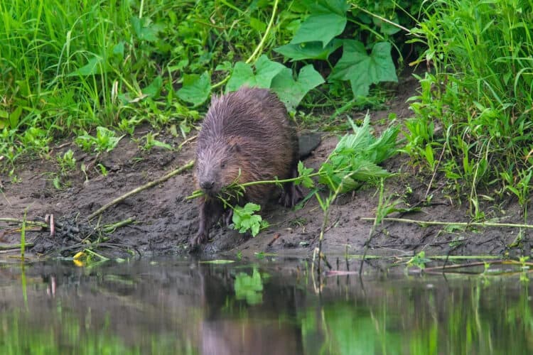 A Eurasian beaver on a pond bank dragging a plant to water. rterra / Universal Images Group via Getty Images