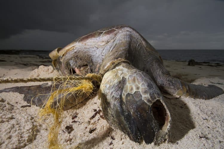 European tuna boats dump fishing debris in Seychelles waters ‘with impunity’