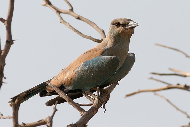 European Roller Coracias garrulus