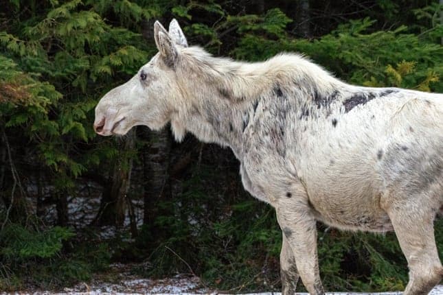 'Everyone is outraged and sad': Canada shocked by killing of rare white moose