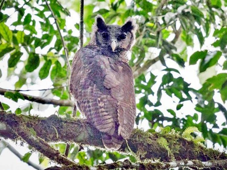 Extremely Rare Shelley’s Eagle Owl Photographed in Wild for First Time