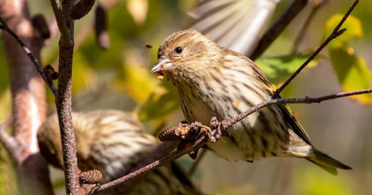 Why Did the Siskin Cross the Continent?