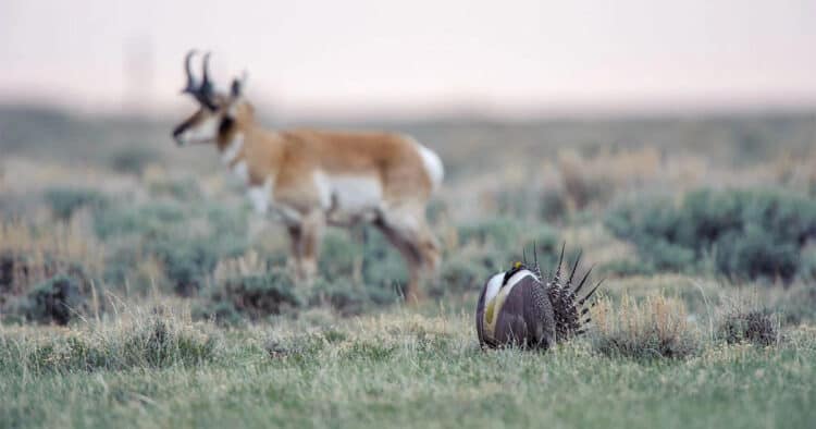 Greater Sage-Grouse and pronghorn are among the species that require healthy sagebrush habitat. Photo: Gerrit Vyn
